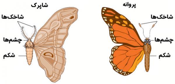 فرق شاپرک و پروانه چیست و هر کدام چه ویژگی هایی دارند؟