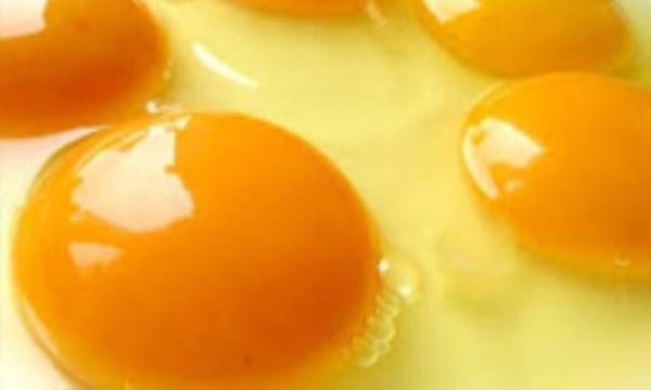 حقایق تغذیه ای زرده تخم مرغ